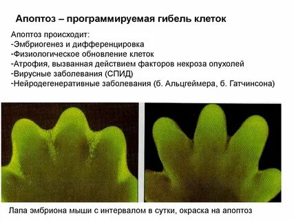 Как происходит гибель клетки