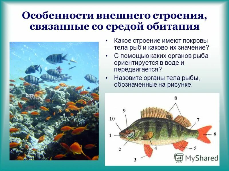 Внешнее строение костных рыб на примере окуня 1Латимерия относится к классу:А. Костных Б. Кистеперых В. Двоякодышащих Г. Хряще