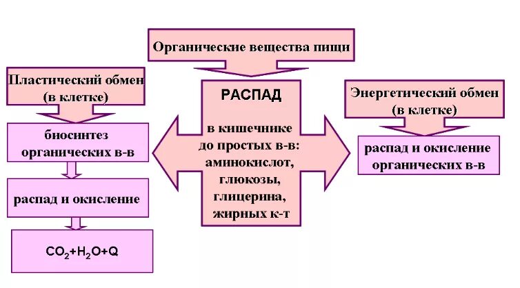 В процессе пластического обмена молекулы атф. В процессе пластического обмена молекулы атф