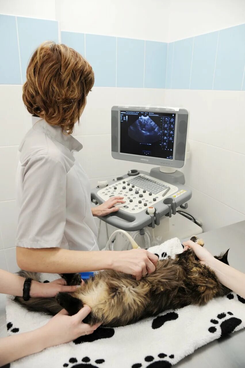 ветеринарная клиника астин балашиха. ветеринарная клиника астин. ветклиника беляево. ветеринарка в текстильщиках. ветклиника текстильщики.