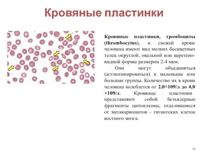 Сколько кровяной