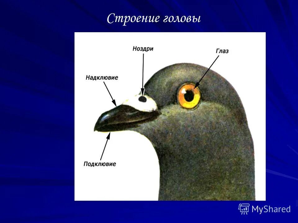 класс птицы внутреннее строение голубя. строение птиц по биологии 7 класс. класс птицы строение. внутреннее строение птиц пищеварительная система. внешнее строение конечностей голубя.