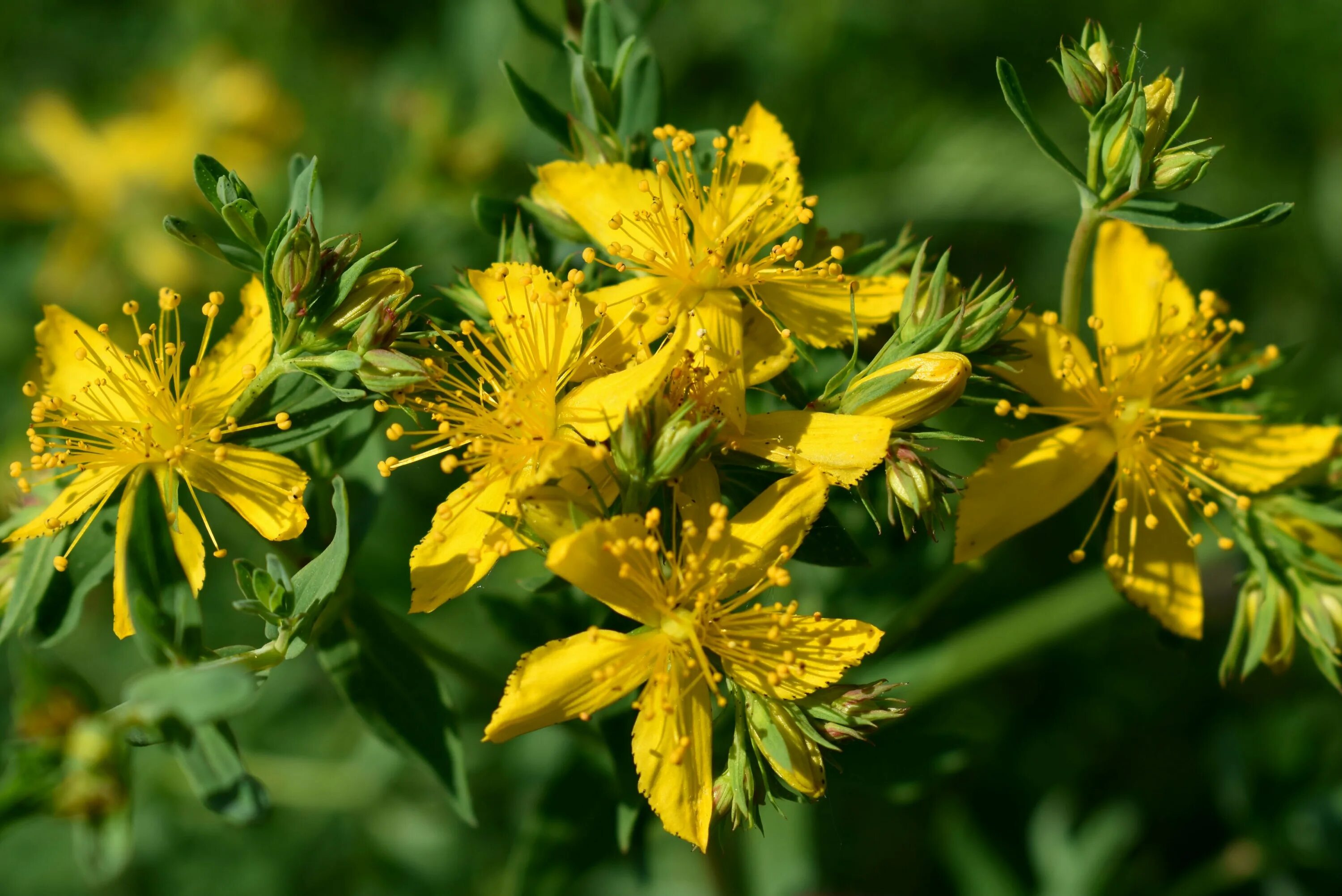 Зверобой применяют. Зверобой продырявленный (Hypericum perforatum). Зверобой Монбре. Зверобой чашечковый. Полевые цветы зверобой.