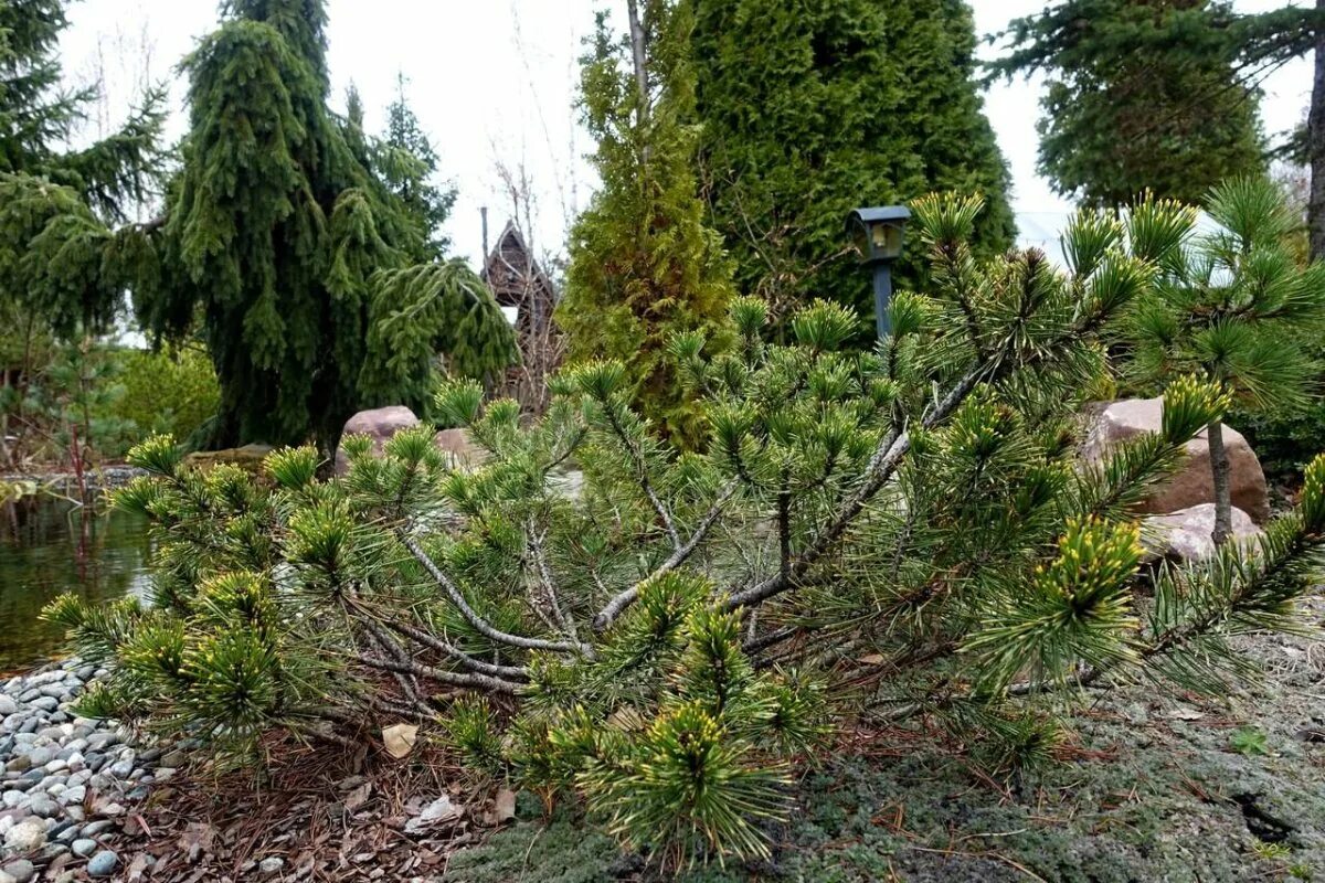 Года в хвойной. Pinus mugo dikobraz. Picea Abies tabuliformis. Пихтовый лес Сочи. Хвойники в Крыму.