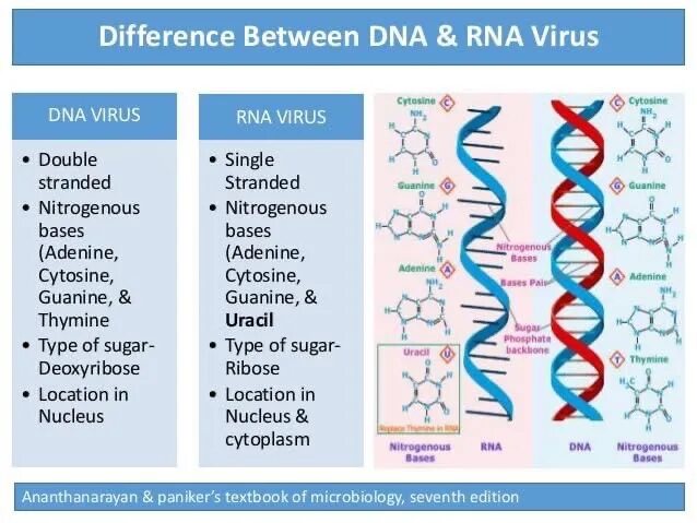 ДНК вирусы. Вирусная РНК. ДНК вирусы и РНК вирусы. Отличие ДНК от РНК вирусов.