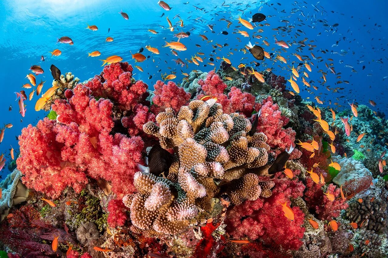 Great barrier reef corals. Риф Туббатаха Филиппины. Коралловый Барьерный риф. Морской парк большого барьерного рифа. Большой Барьерный риф коралловые полипы Австралия.