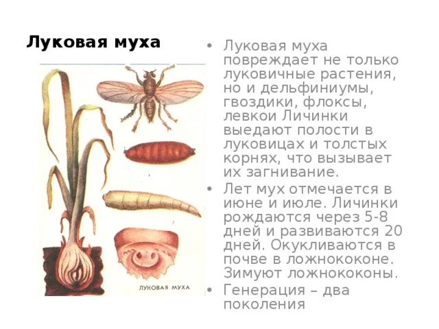 Луковая муха борьба. Средство от луковой мухи на грядке. Когда начинается луковая муха. Луковая муха имаго. Морковная муха методы борьбы препараты.