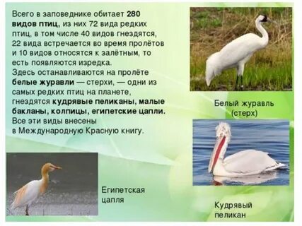 Где обитает стерх