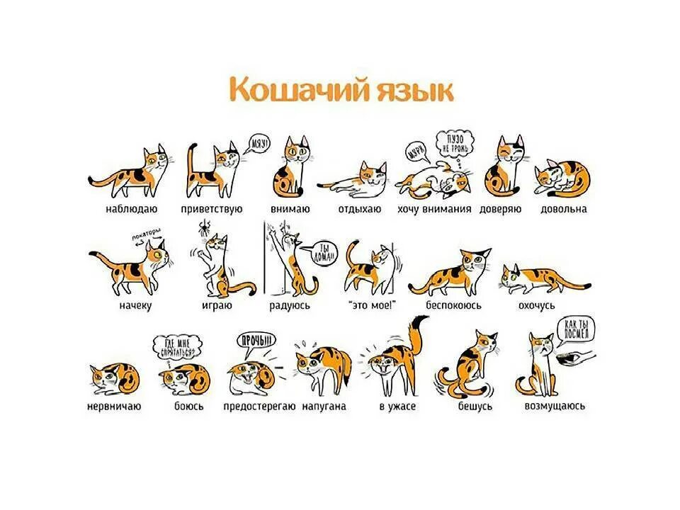 Как расшифровывается мяу