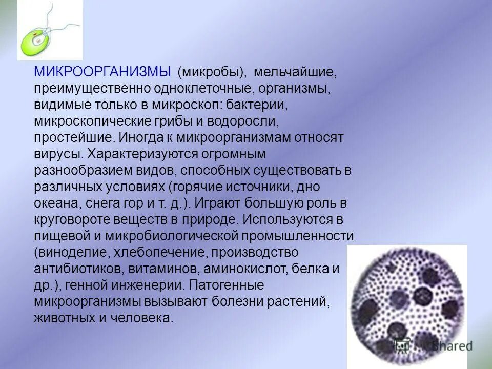 презентация на тему микробы. к микробам относят. кокковые и палочковидные формы микроорганизмов. к микробам относят. безъядерные микроорганизмы.