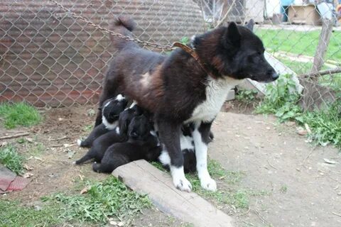 Щенки лаек от рабочих собак