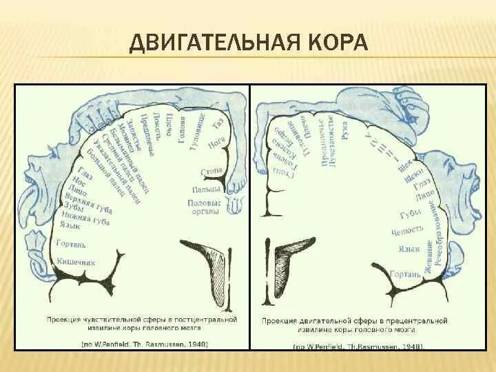 Головного мозга и корковый. Двигательные зоны коры головного мозга. Функции двигательной коры головного мозга.