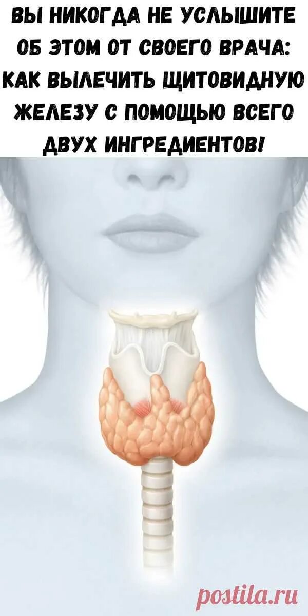 Щитовидная восстановилась. Как вылечить щитовидную железу. Щитовидная железа лечится.