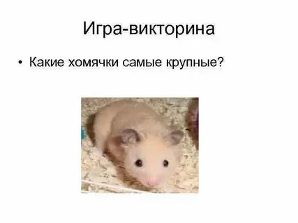 Сегодня какие карты открыт хомяка