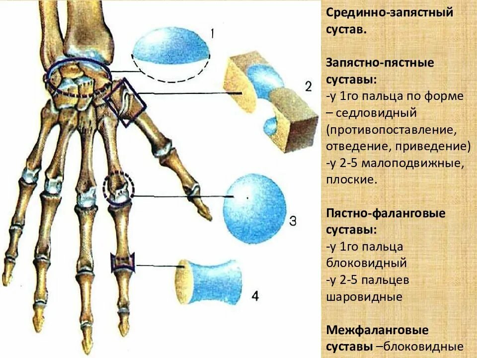 1 запястно пястный сустав. 1 запястно пястный сустав