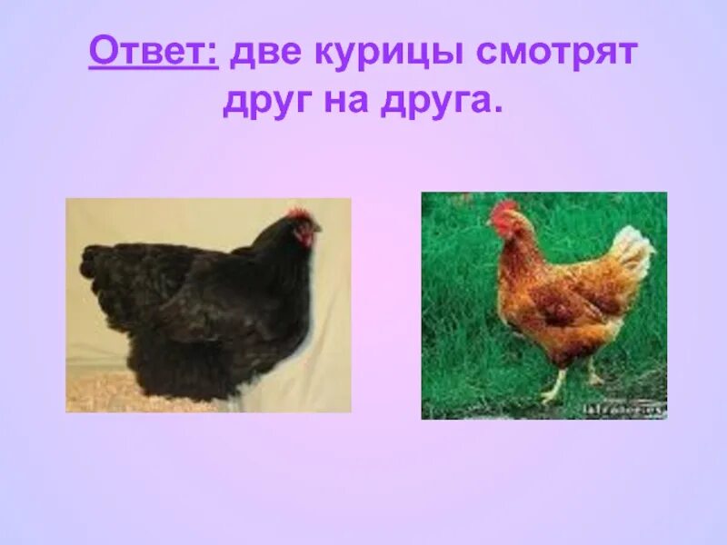 Дом 2 курица. Две курицы. Две куры. Две курицы фото. Две курицы рядом.