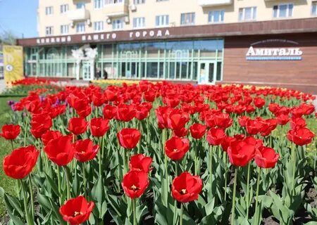 Тюльпаны воронеж