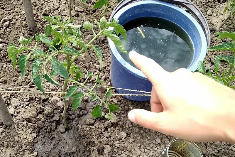 Полив томатов. Подкормка и полив томатов. Полив томатов под корень. Полив для помидоров в вёдрах.