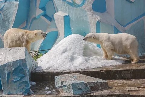 Зоопарк новосибирск новые животные