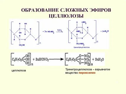 Способны расщеплять целлюлозу