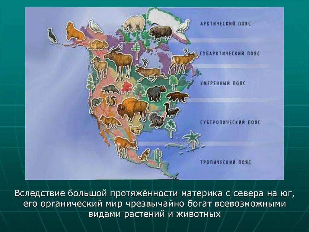 Жив мир северной америки. Природные зоны материка Северная Америка. Животный мир Северной Америки. Северная Америка животные и растения. Животные материков.