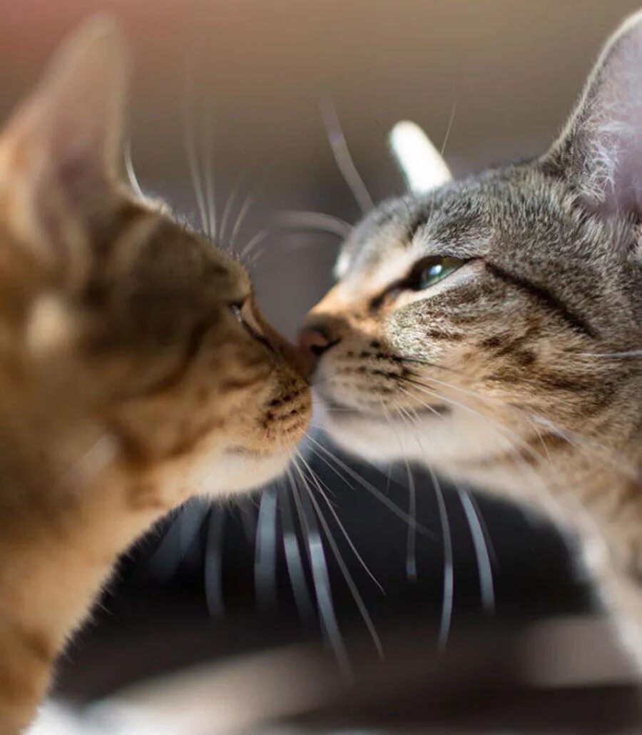 Любовь кошек и котов. Влюбленные кошки. Котики любовь. Кошки нежность. Кошачьи нежности.