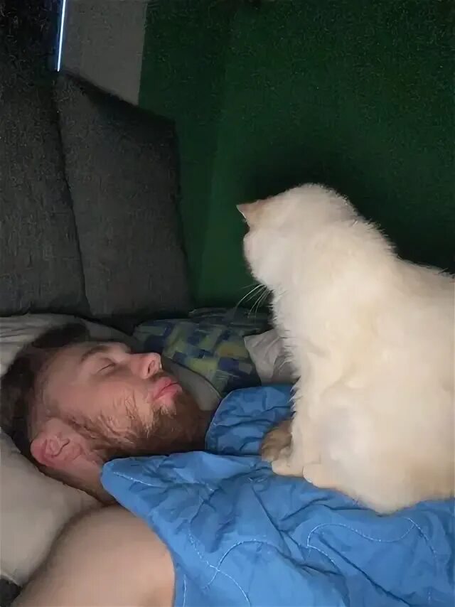 Доминирующий кот. Кот доминирует. доминантный кот. кот властвует.