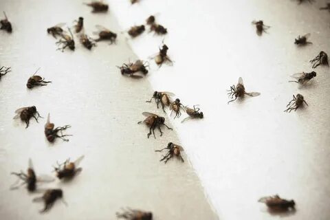 Как избавиться от расплодившихся мух в доме 