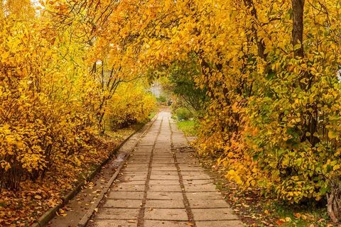 Верхняя аллея 8 золотая осень