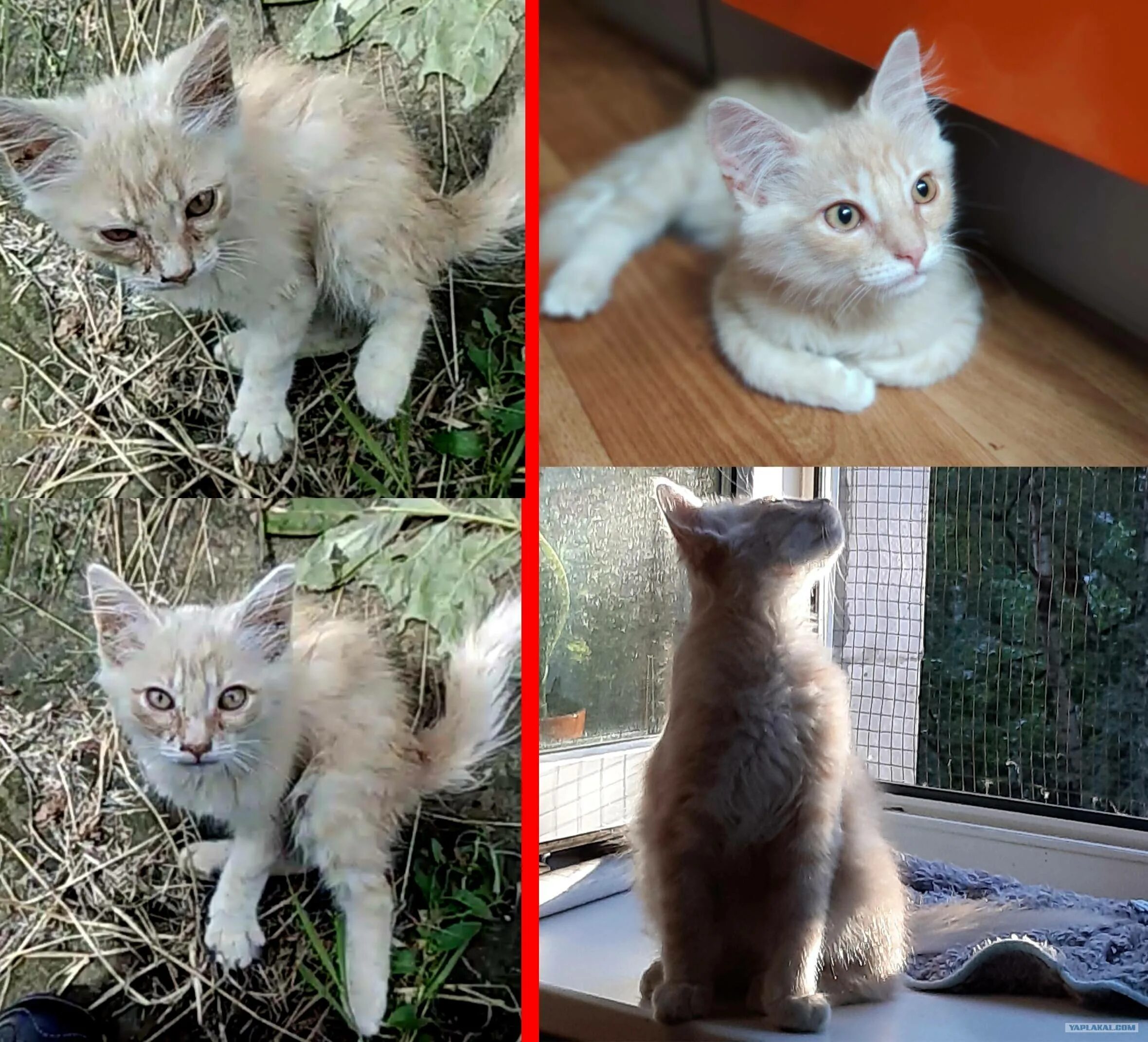 Какого кота лучше