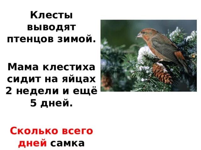 Обучающее изложение клесты 3 класс. Клест выводит птенцов зимой. почему клесты выводят птенцов зимой. почему клест выводит птенцов зимой. выводят птенцов зимой.