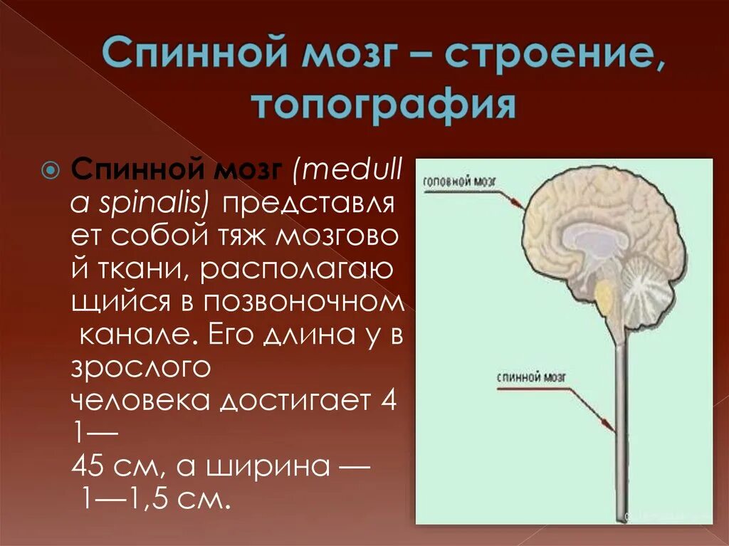 Топография спинного мозга. Топография и строение спинного мозга. Топография спинного мозга анатомия. Граница спинного и головного мозга. Спинной мозг топография спинного мозга.