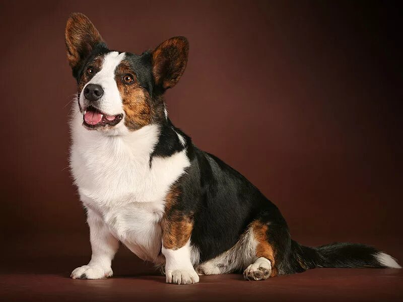 вельш корги пемброк флаффи. корги триколор пемброк. окрас триколор. вельш корги пемброк. чихуахуа триколор короткошерстные.