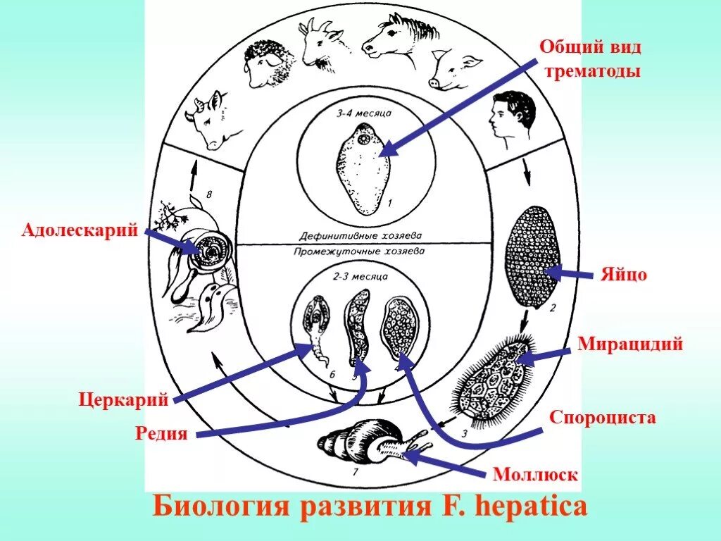 Адолескарий трематод. Жизненный цикл адолескарий. Мирацидий и адолескарий. Адолескарий мироцидий церкария.