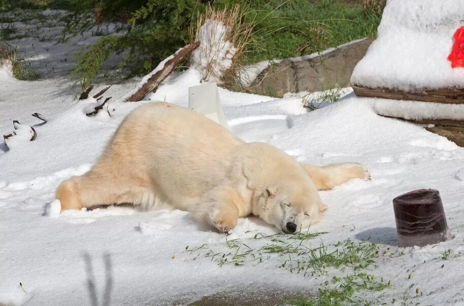Медведь в сугробе. Медведь лежит. Медвежонок в снегу. Животные отдыхают.