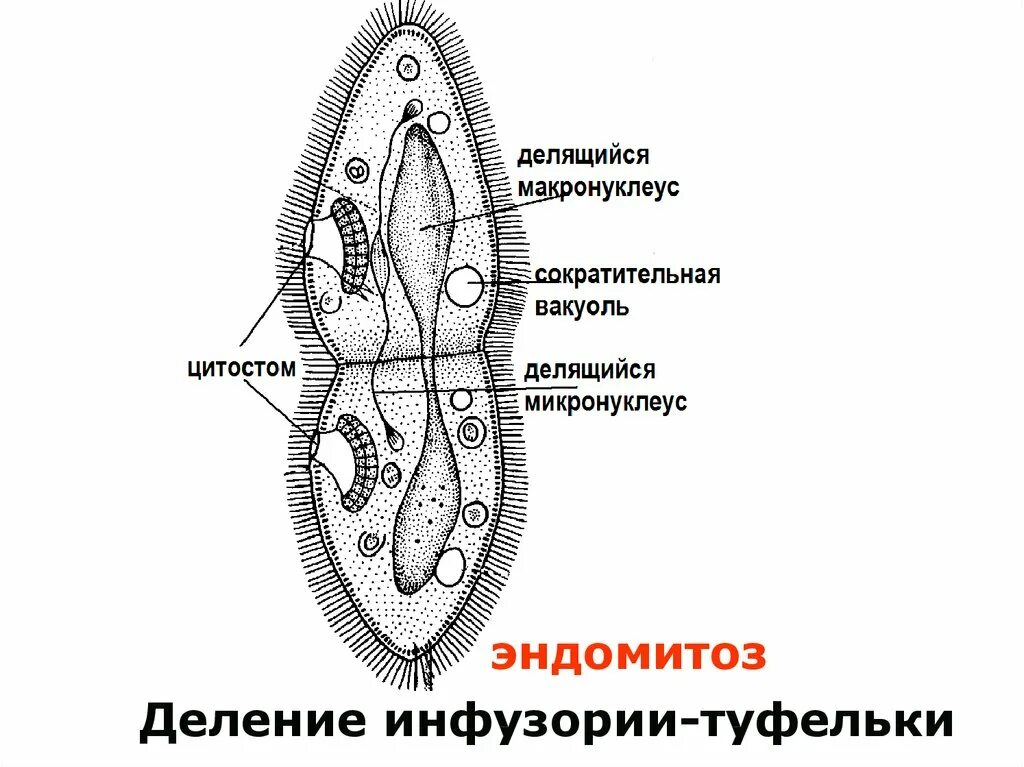 Эндомитоз у инфузорий. Амитоз инфузорий. Деление инфузории. Инфузория туфелька деление.