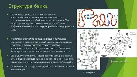 Функции первичных и вторичных белков
