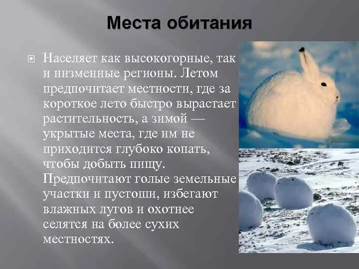 Зайцы беляки в какой природной зоне. Заяц Беляк зона обитания. Арктический Беляк описание. Арктический Беляк Полярный заяц. Арктический заяц-Беляк среда обитания.