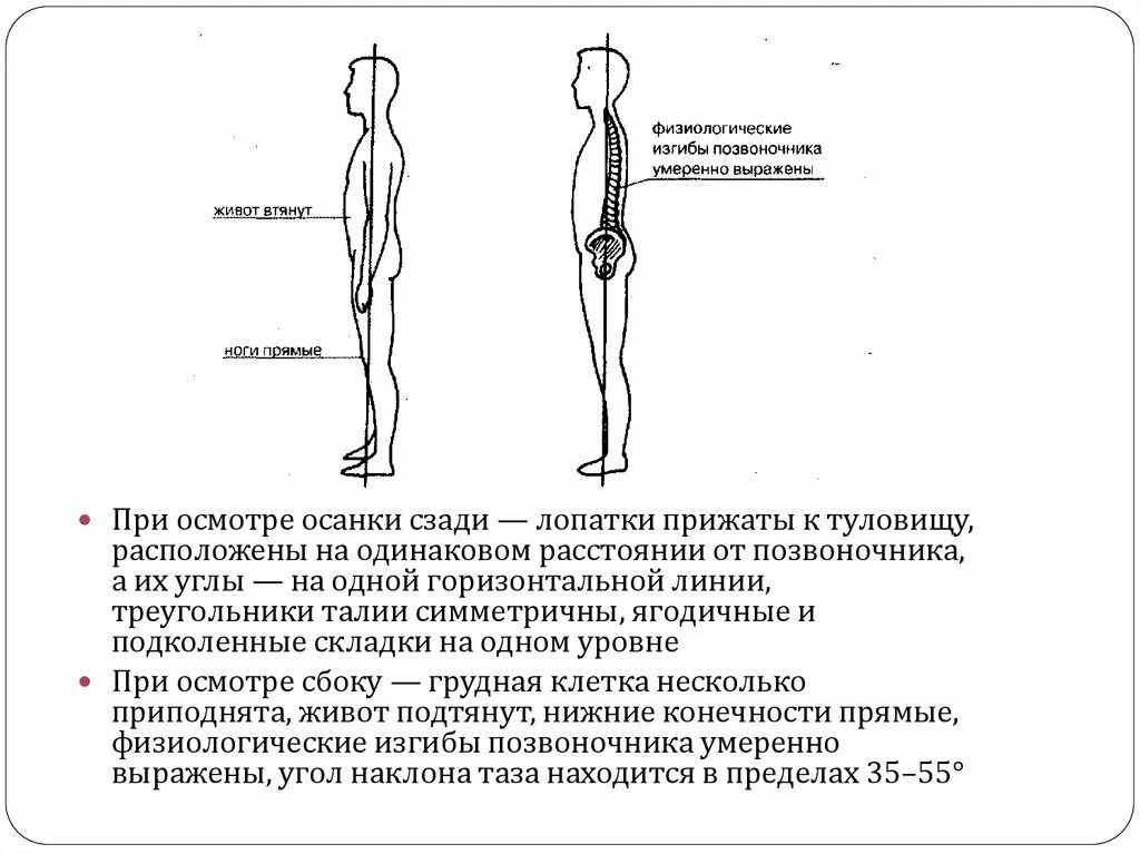 Прямой позвоночник. Нормальные физиологические кривизны позвоночника. Физиологические изгибы позвоночника. Прямой позвоночник без изгибов