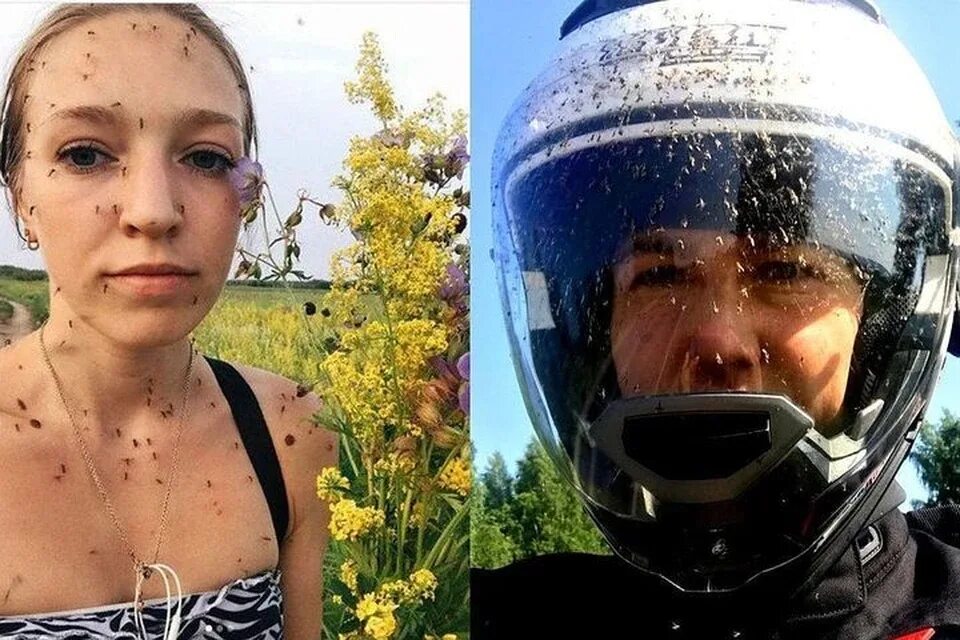 Муха гнус. Атака мошкары в красноярске. Девушка с комарами из якутии. Сибирская мошка кусачая мелкая. Кровососущие насекомые мошки.