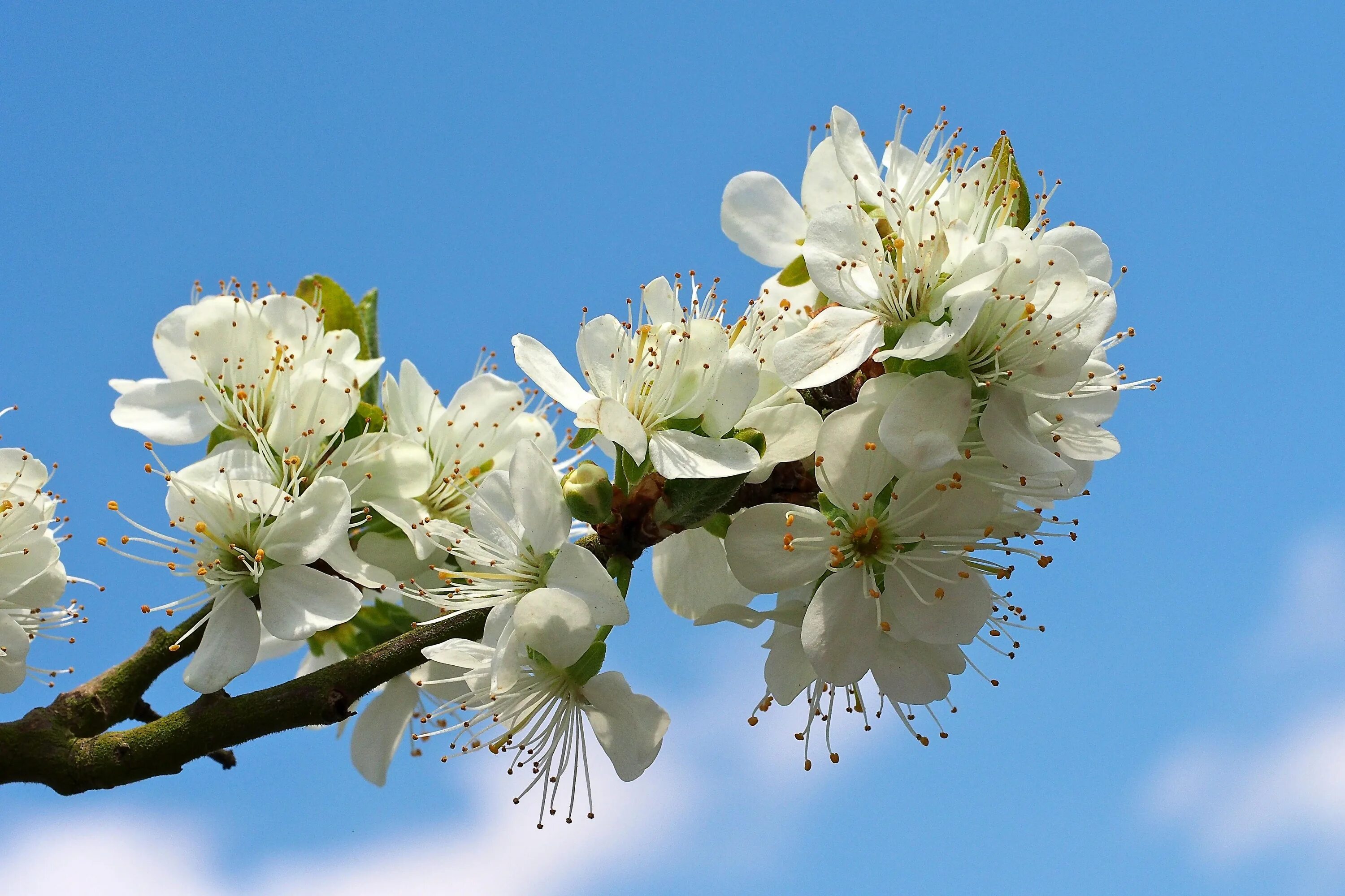 Яблоня черри блоссом. Яблоня Сибирская цветение. Цветение вишни. Blossom цветы