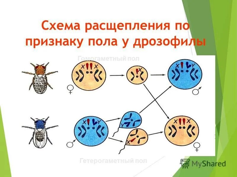 Всегда ли мужской пол является гетерогаметным