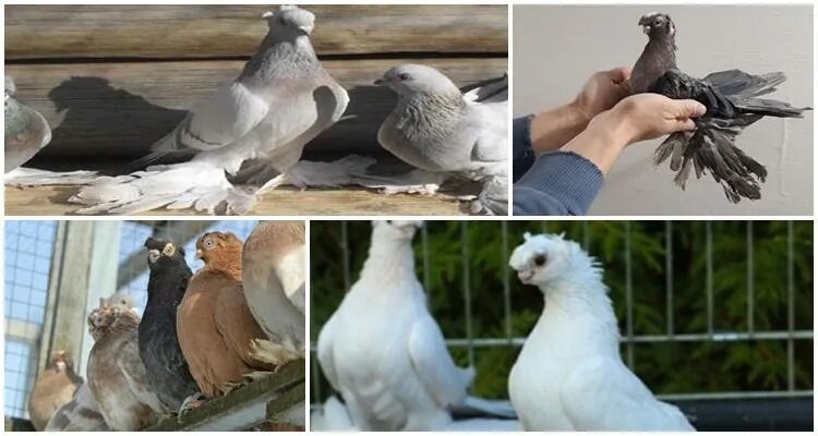 Сажать голубей. Отличие голубя от голубки. Картины узбекских голубей. Птичник для голубей.