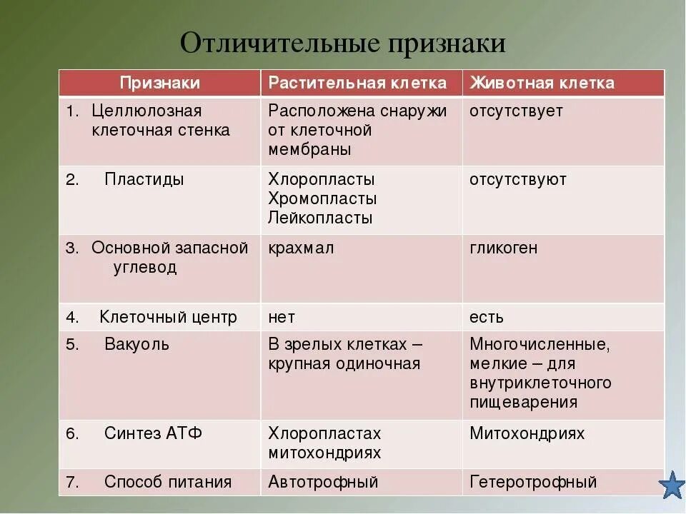 Отличительные особенности растительной