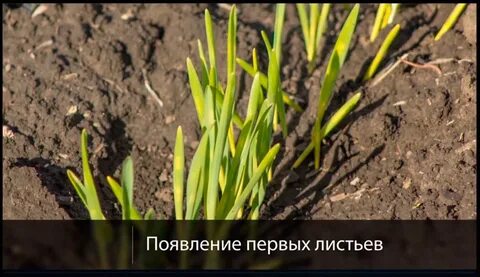 Ростки желтеют