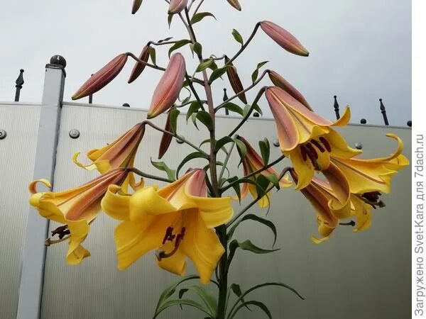 Лилия Golden Splendour (Голден Сплендор) (2 луковицы) купить в Садовом Дворике с