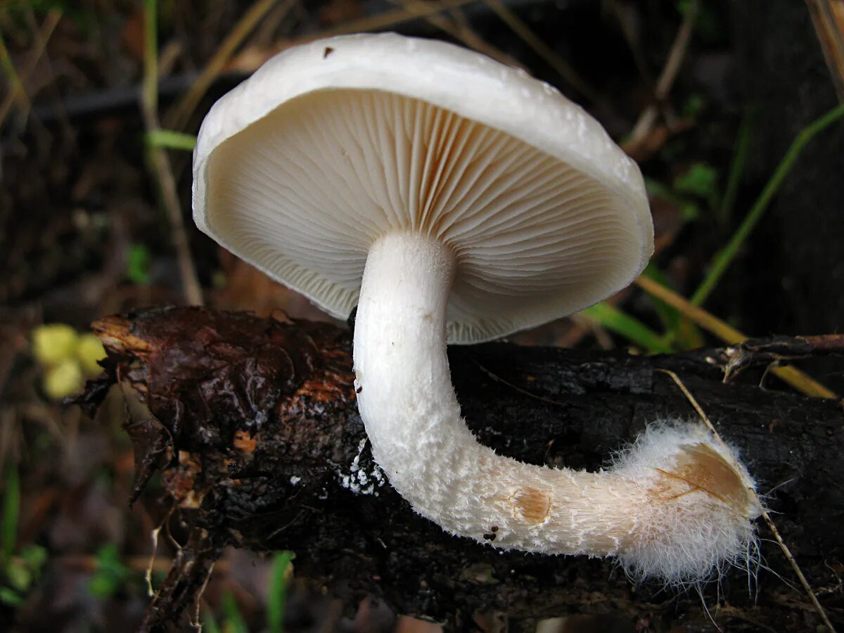 Limacella subfurnacea. Лимацелла жёлтая гриб. Мицена гриб псилоциб. Грибы шляпка липкая. Гебелома клейкая валуй ложный.
