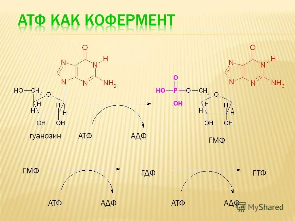 Адф. Атф кофермент. атф и адф. атф адф амф. кофермент гдф и гтф.
