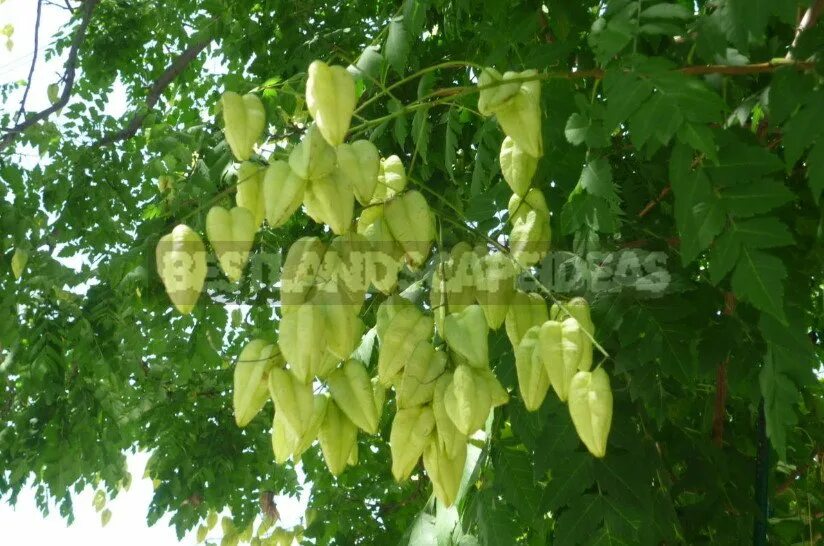 Рафиолепис зонтичный. Лесные ягоды. Куст 5 букв. Вечно зеленые кустарники. Вечнозеленая сосна японии.