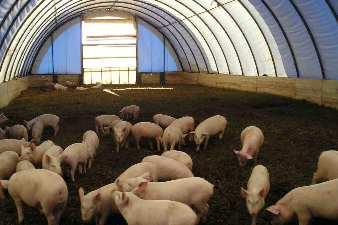 Как вырастить свиней. Свинарник ферма. Канадская технология свинофермы. Канадская технология выращ свиней. Быстровозводимый свинарник.